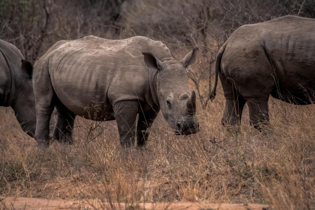 Tshukudu Game Lodge Hoedspruit Bagian luar foto