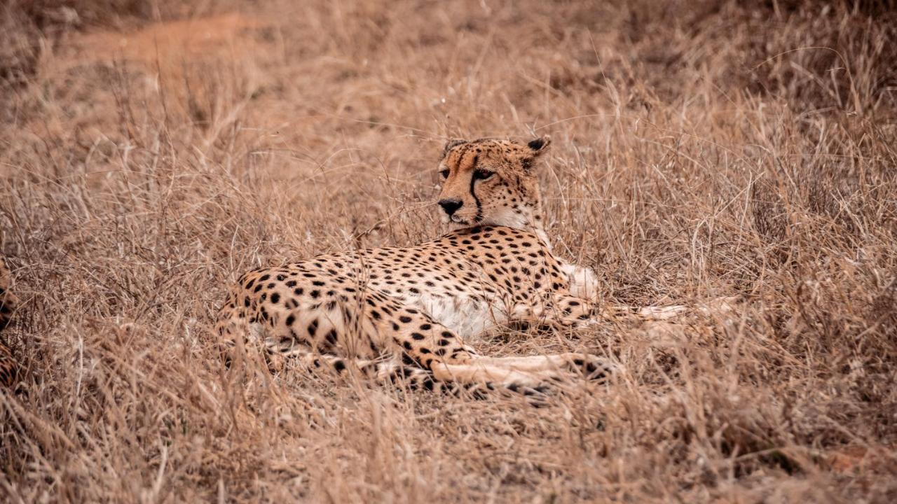 Tshukudu Game Lodge Hoedspruit Bagian luar foto